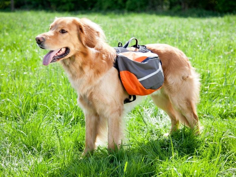 Chien portant un sac à dos pour chien de randonnée