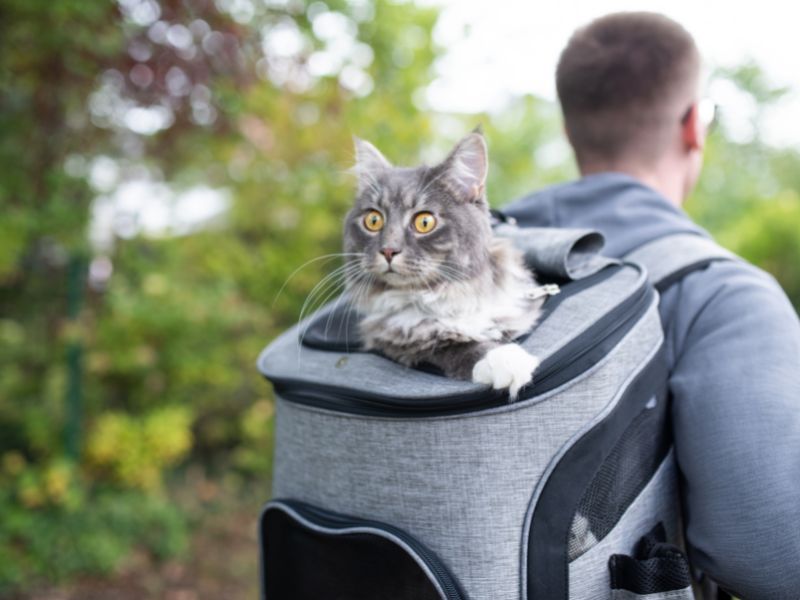 Chat dans un sac de randonnée pour chat