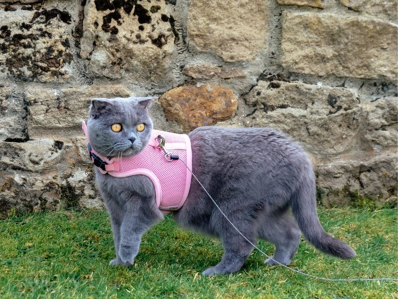 Chat avec un harnais de randonnée rose