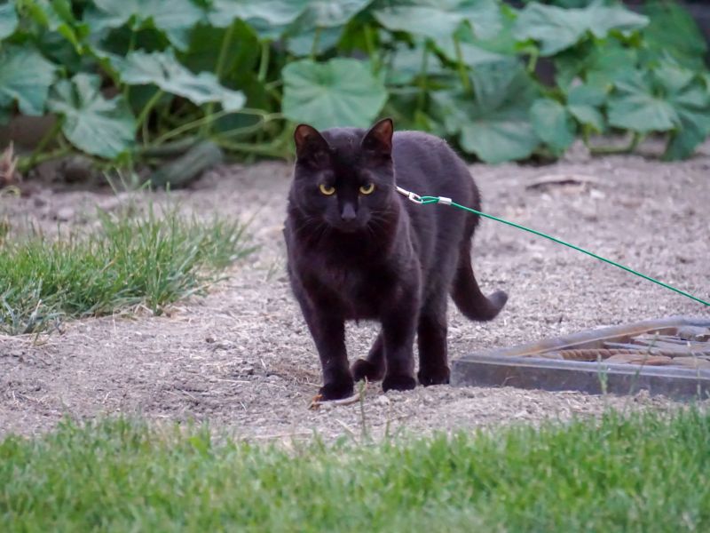 Chat noir qui se promène en laisse en randonnée